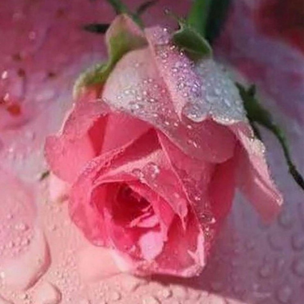 Meet your Posher, Debra